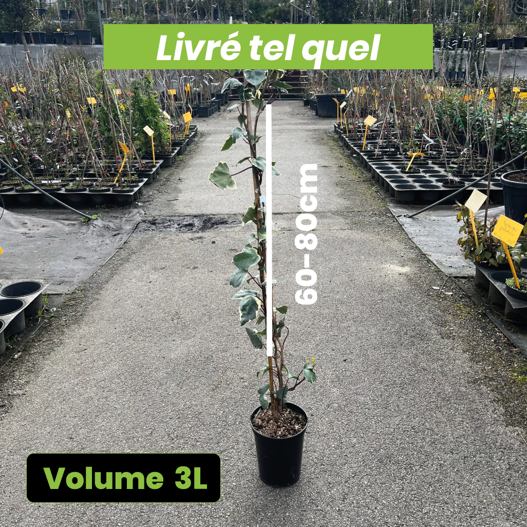 Hedera Canariensis "Gloire de Marengo" - Volume 3L / 60-80cm