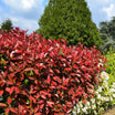 Photinia Red Select - Volume 3L / 40-60cm