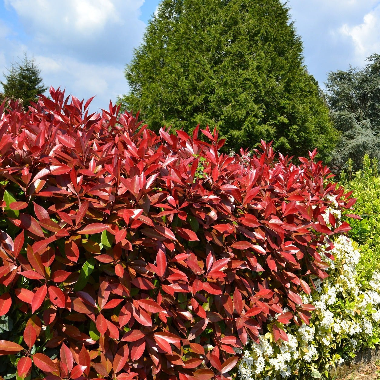 Photinia Red Select - Volume 3L / 40-60cm