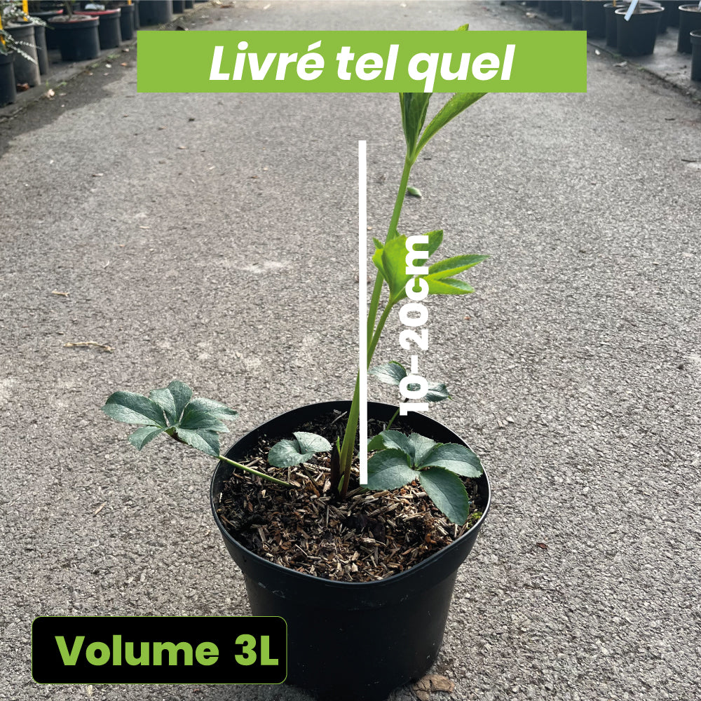 Helleborus orientalis - Hellébore orientale blanche - Volume 3L / 10-20cm