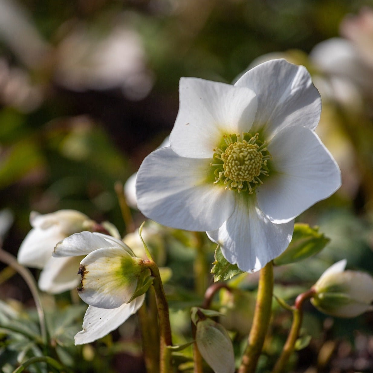 Helleborus orientalis - Hellébore orientale blanche - Volume 3L / 10-20cm