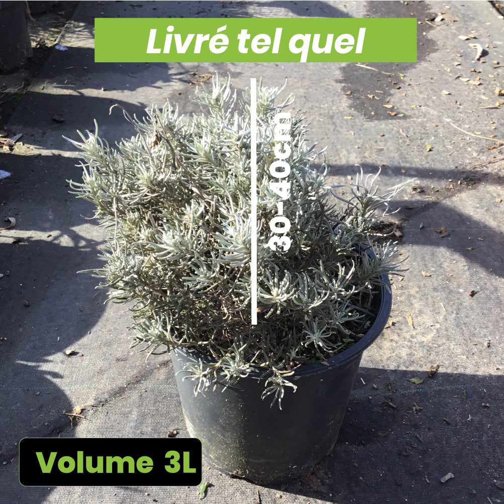 Helichrysum Italicum Serotinum - Immortelle d'Italie - Volume 3L / 30-40cm