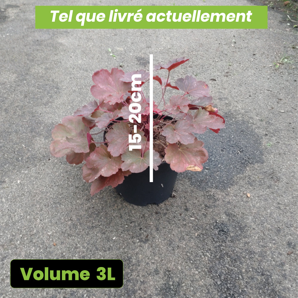 Heuchera Cherry Cola - Volume 3L / 15-20cm