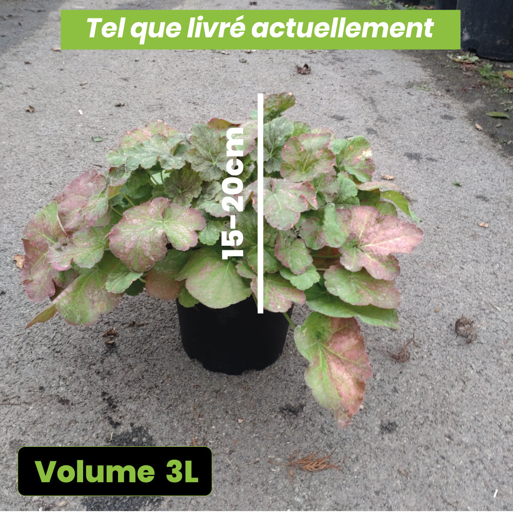 Heuchera Miracle - Volume 3L / 15-20cm
