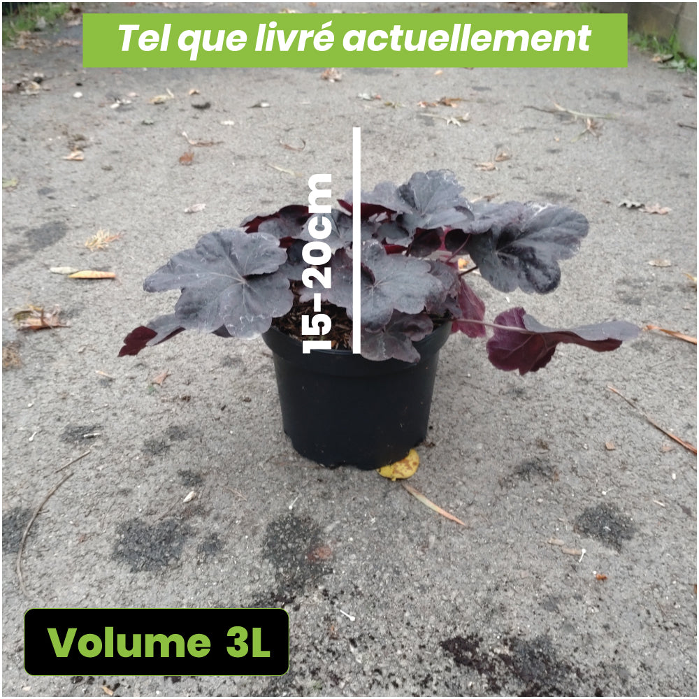 Heuchera Obsidian - Volume 3L / 15-20cm