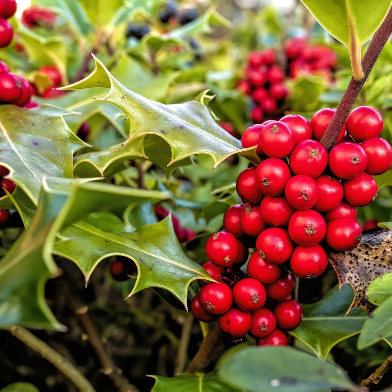 Ilex Aquifolium Alaska - Houx commun