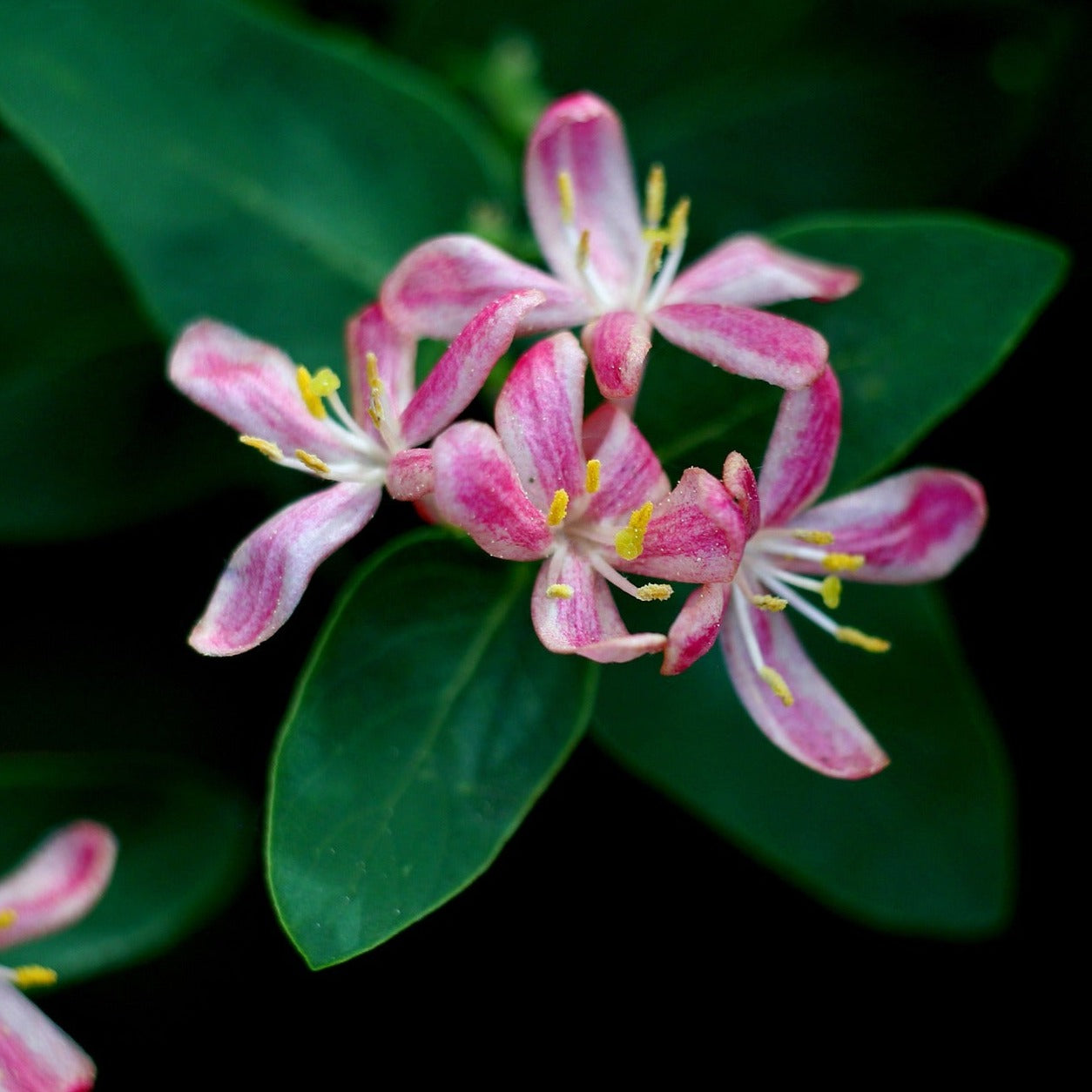 Lonicera x Marinella - Chèvrefeuille hybride - Volume 3L / 20-30cm