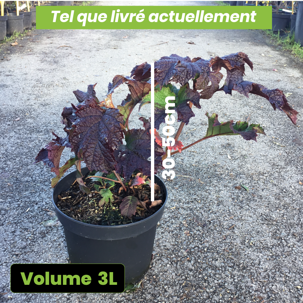 Hydrangea Quercifolia Ruby Slippers