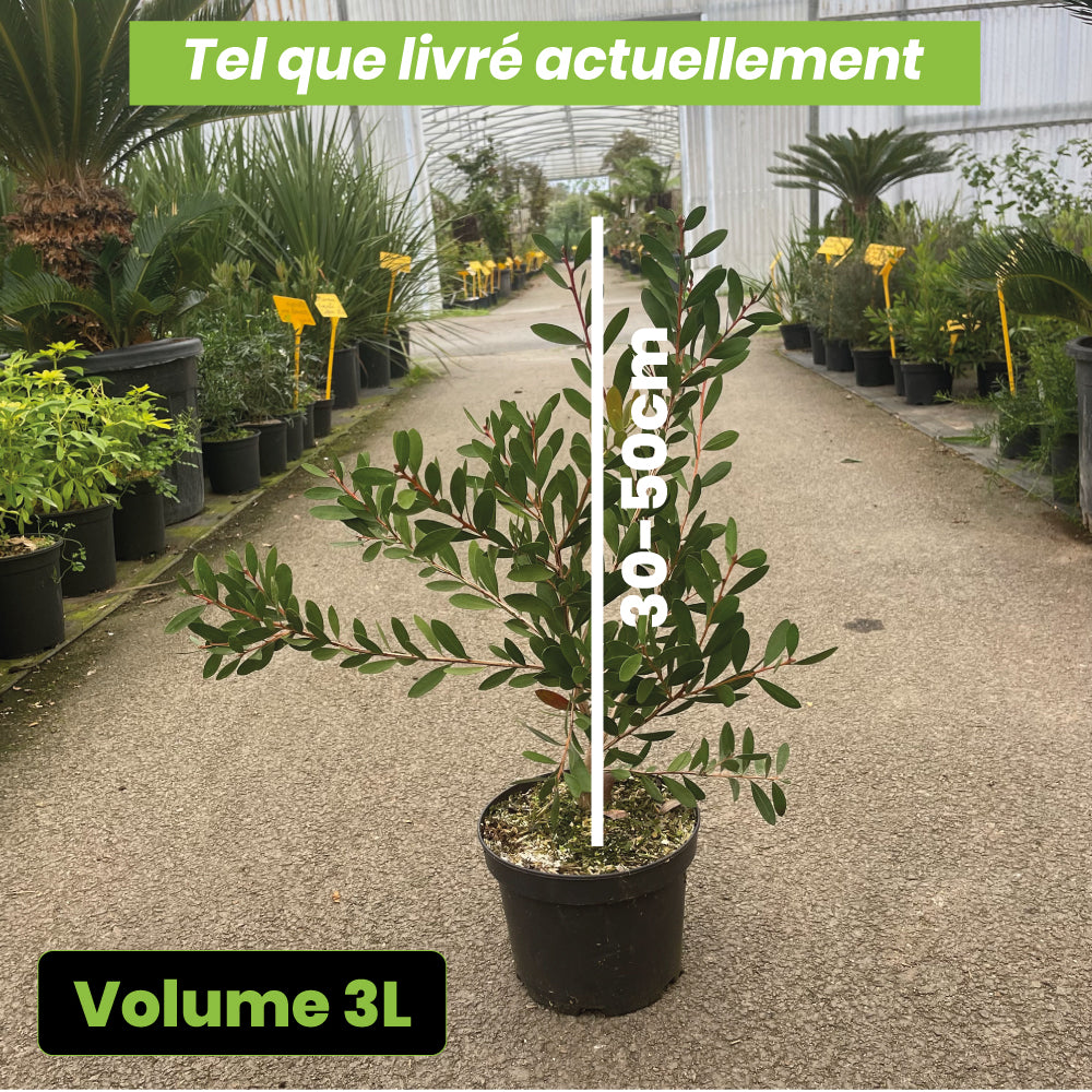 Callistemon Viminalis Hot Pink - Volume 3L / 30-50cm