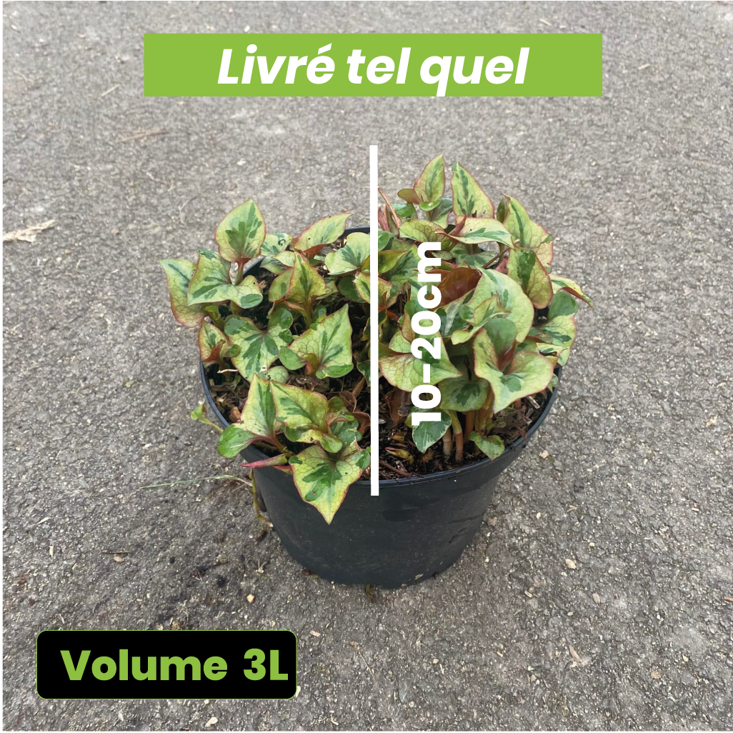 Houttuynia Cordata "Flame" - Volume 3L / 10-20cm