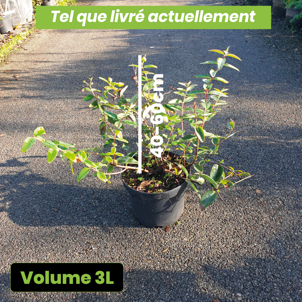 Hypericum hydcote - Volume 3L / 40-60cm