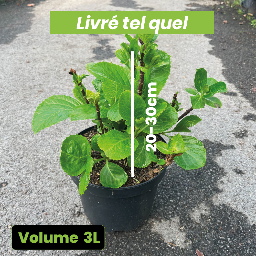 Hydrangea macrophylla "Ayesha" - Volume 3L / 20-30cm