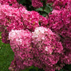 Hydrangea Paniculata Diamant Rouge - Hortensia paniculé - Volume 4L / 40-60cm