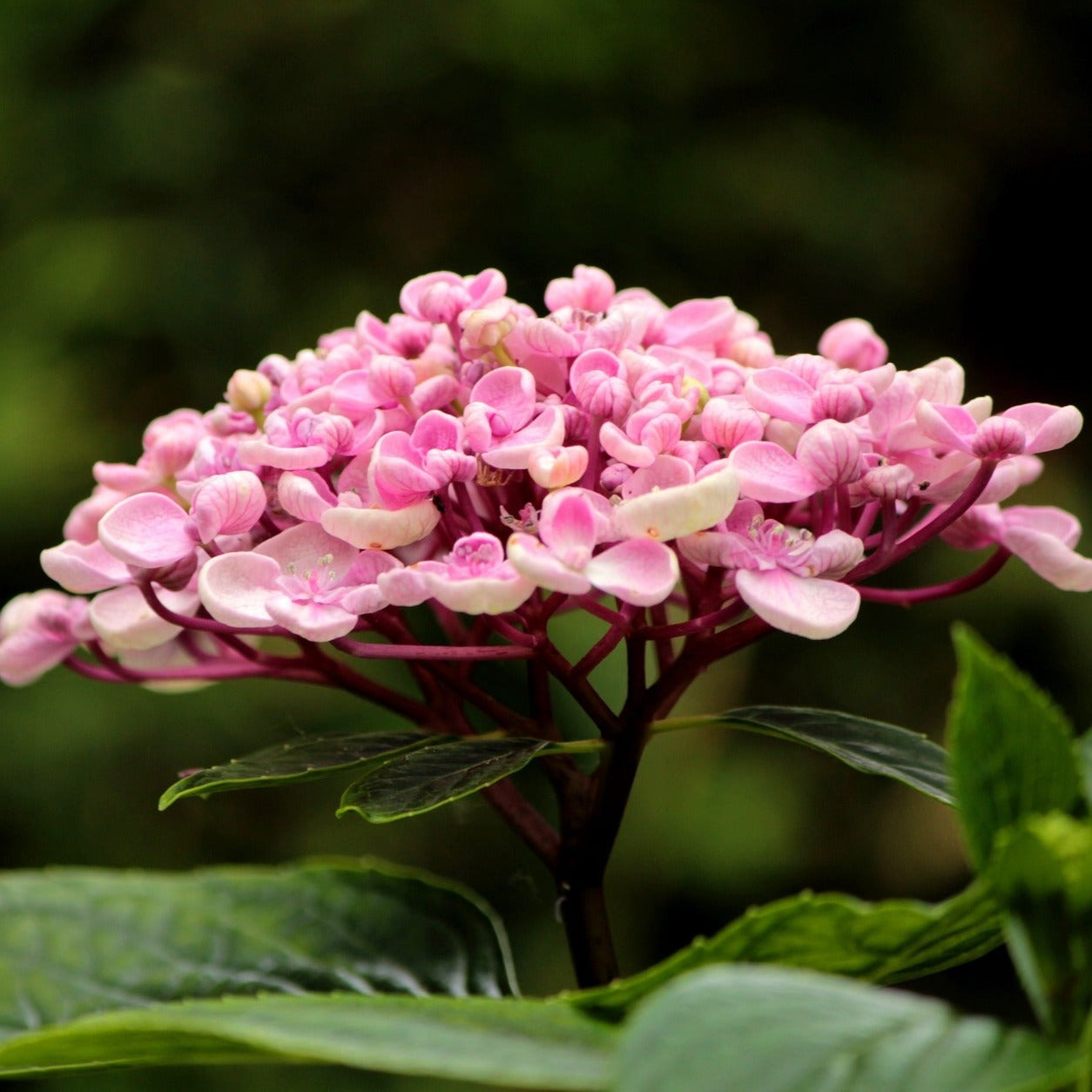 Hydrangea macrophylla "Ayesha" - Volume 3L / 20-30cm