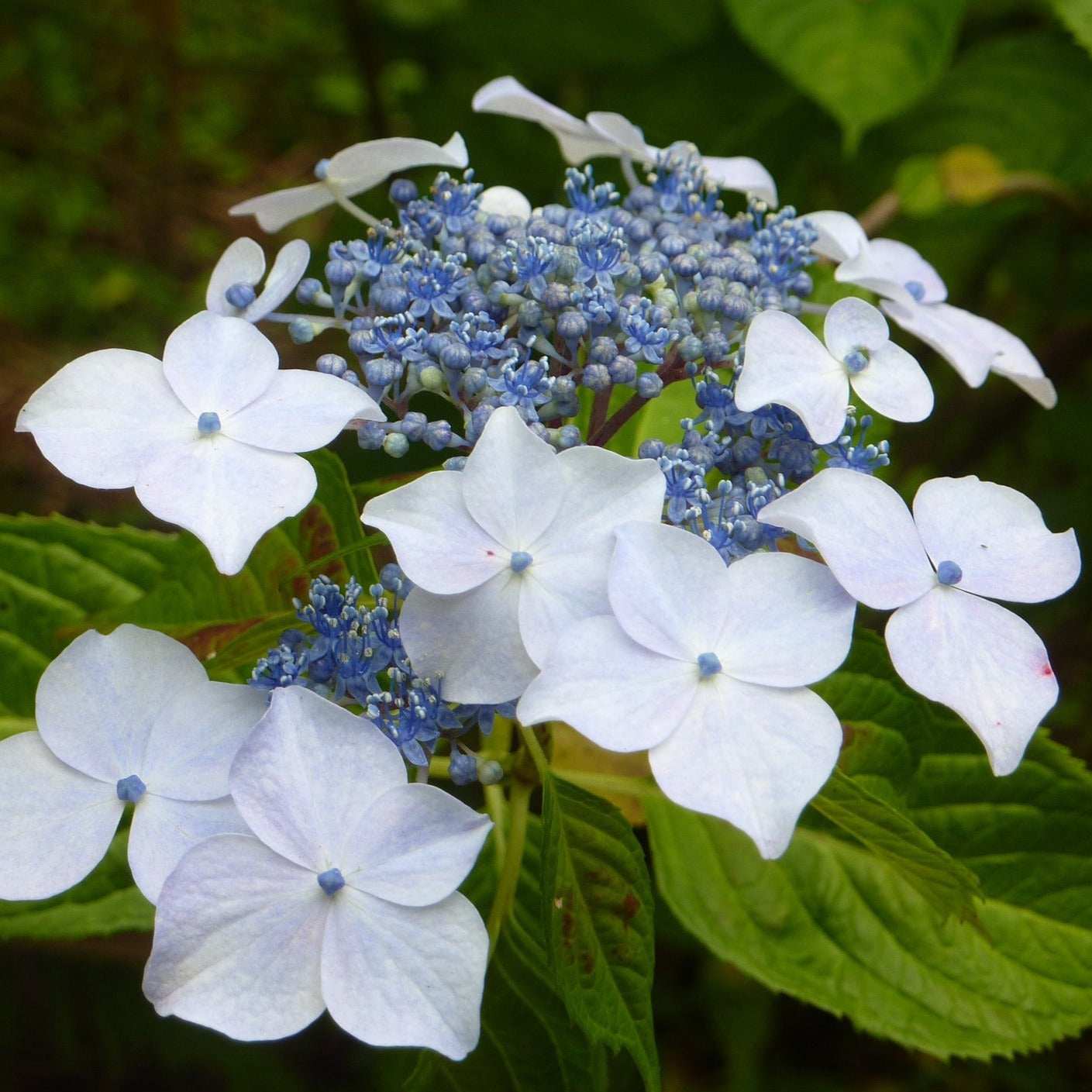 Hydrangea serrata "Yezoensis" - Volume 3L / 20-30cm