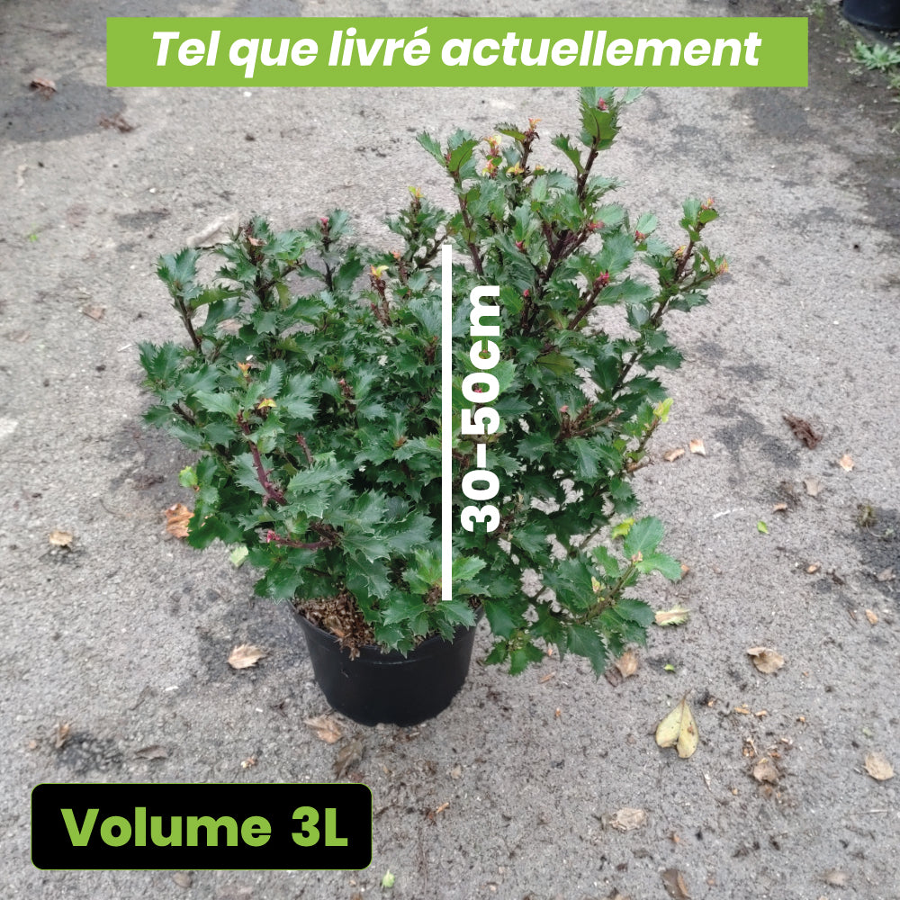 Ilex Meserveae Mondo - Volume 3L / 30-50cm