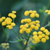 Helichrysum Italicum Serotinum - Immortelle d'Italie - Volume 3L / 30-40cm