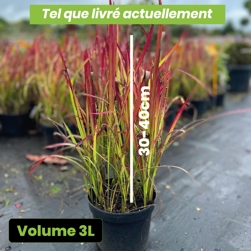 Imperata cylindrica "red baron"