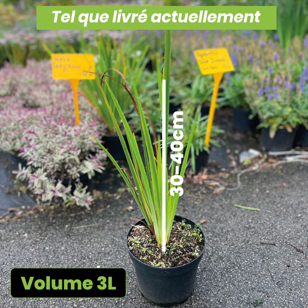 Iris sibirica hubbard - Volume 3L / 30-40cm