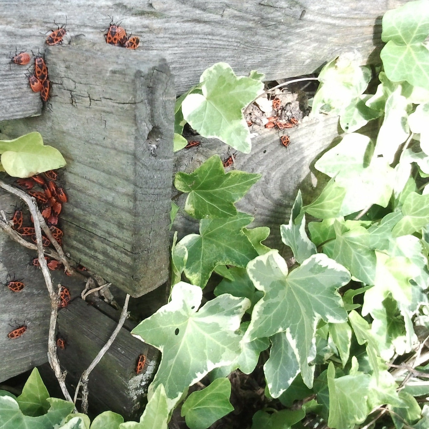 Hedera Canariensis "Gloire de Marengo" - Volume 3L / 60-80cm