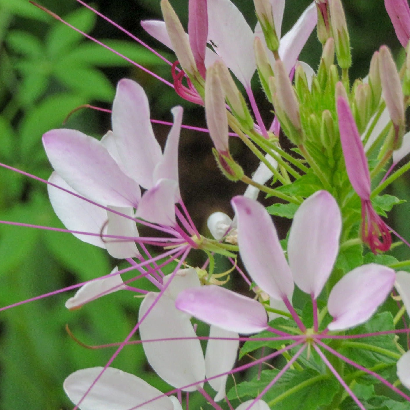 Lonicera japonica sinensis - Volume 3L / 40-60cm