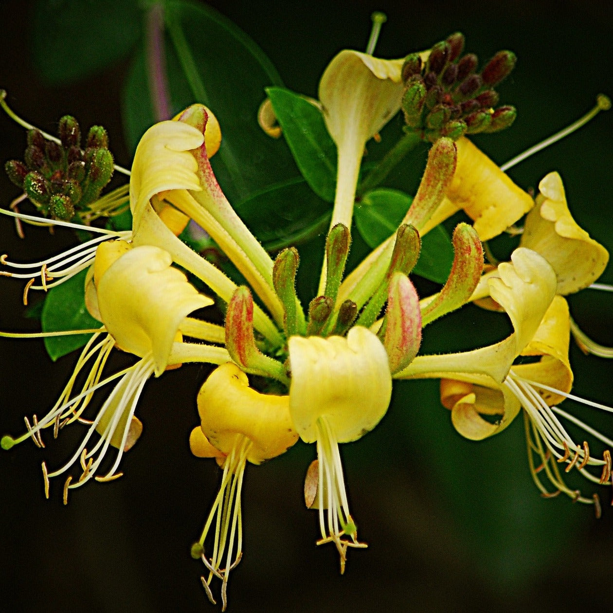 Lonicera japonica halliana