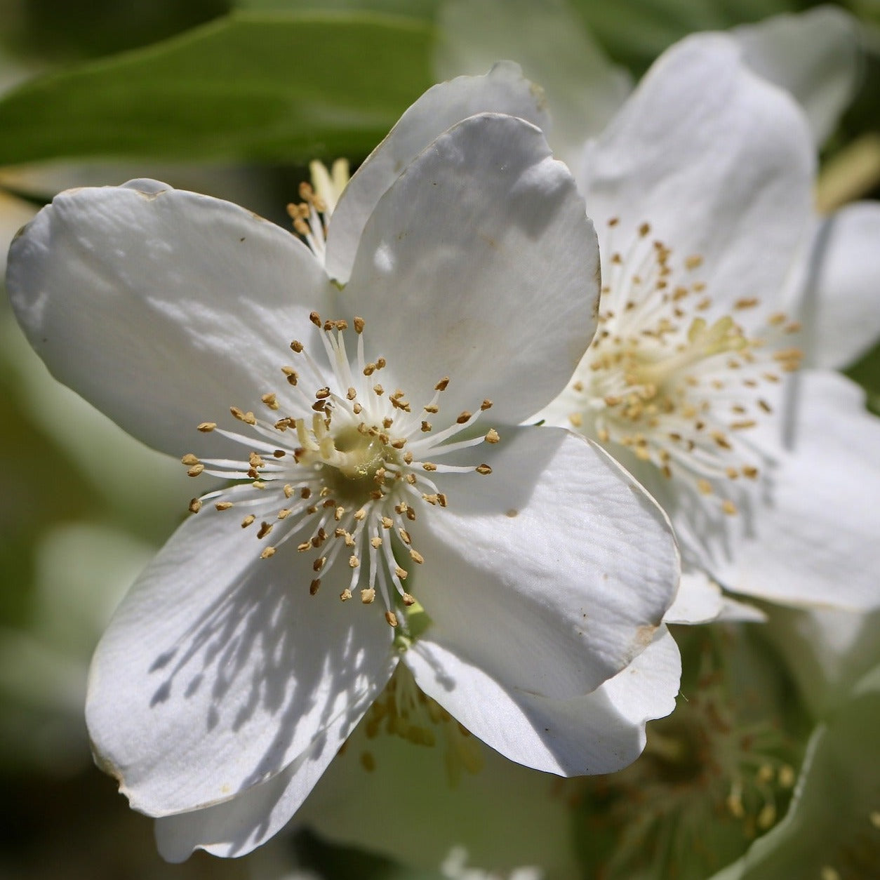 Philadelphus Coronarius - Jasmin des poètes - Volume 3L / 40-60cm