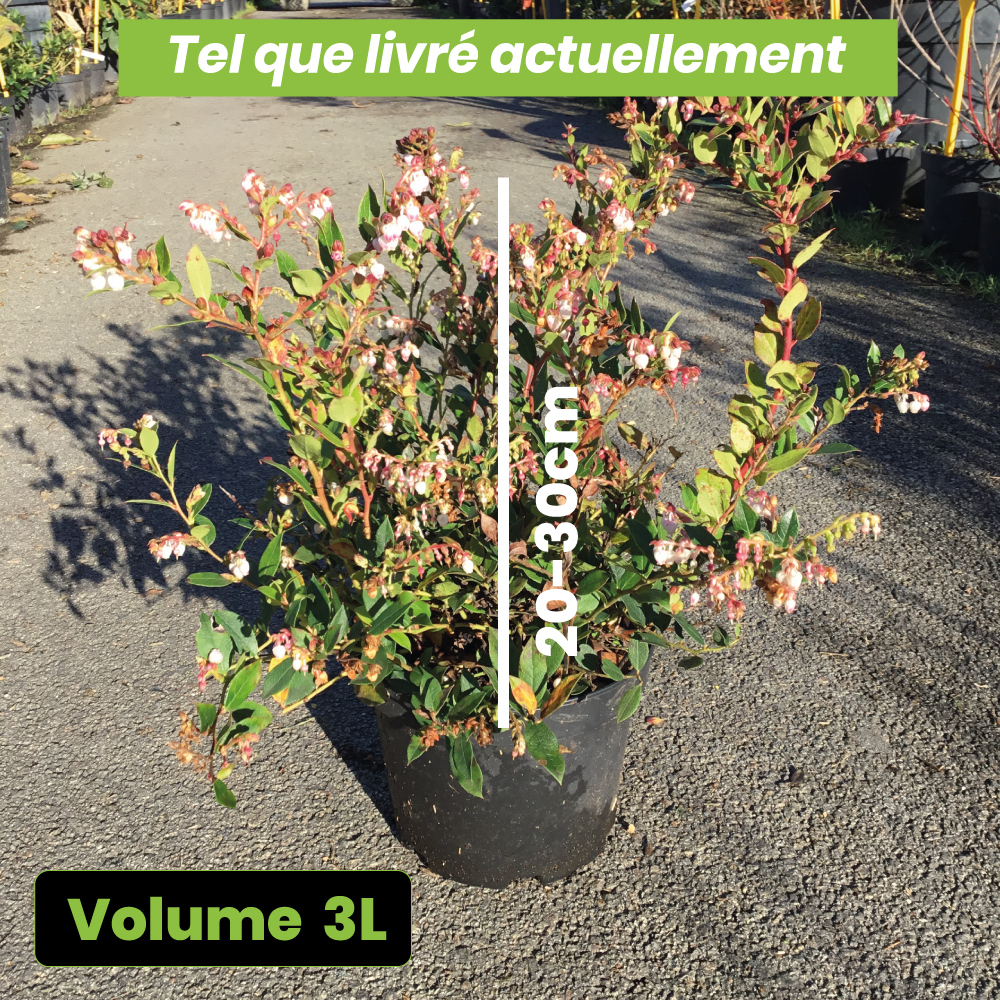 Gaultheria Jingle Bells - Volume 3L / 20-30cm