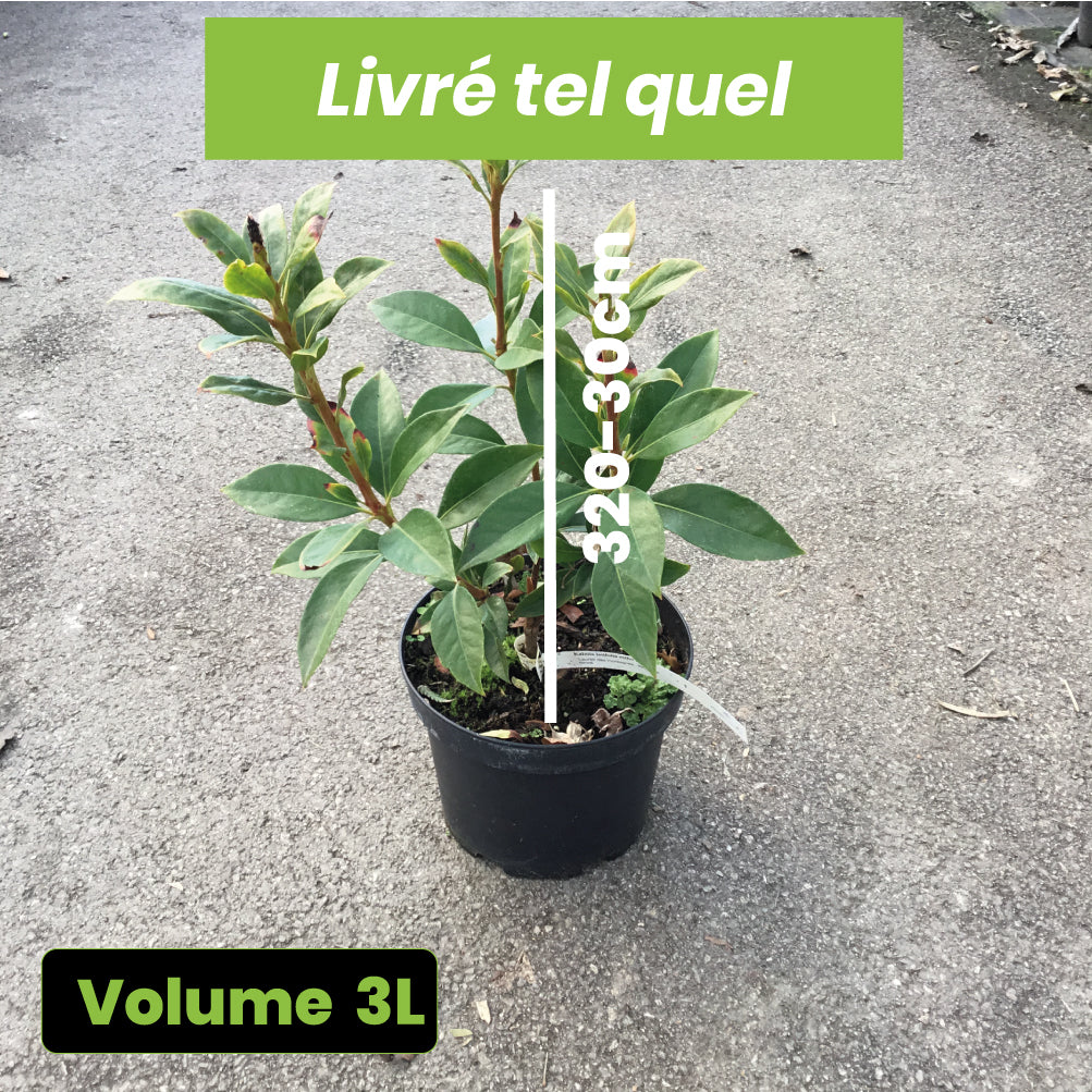 Kalmia Latifolia Ostbo Red- Laurier des montagnes rouge et rose vif - Volume 3L / 20-30cm