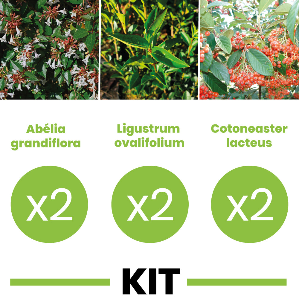 Kit haie arbustive