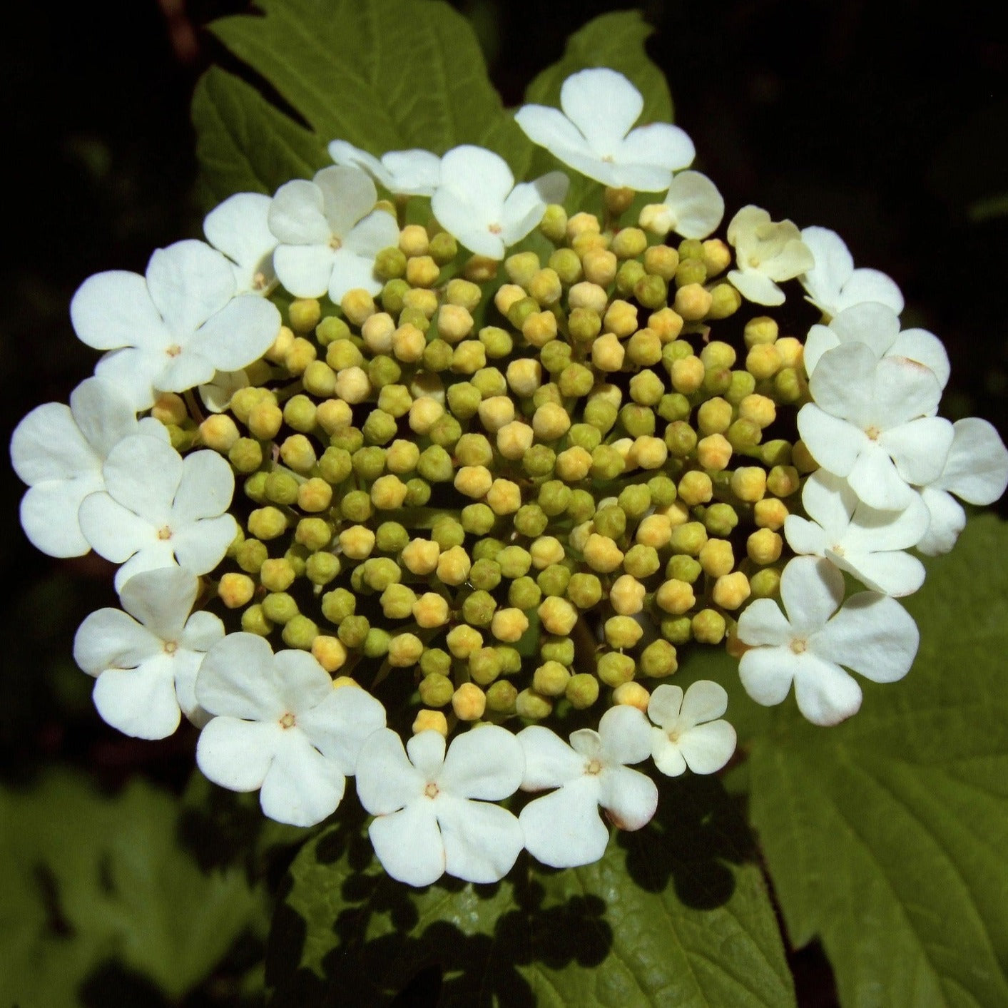 Viburnum Plicatum Watanabe - Volume 4L