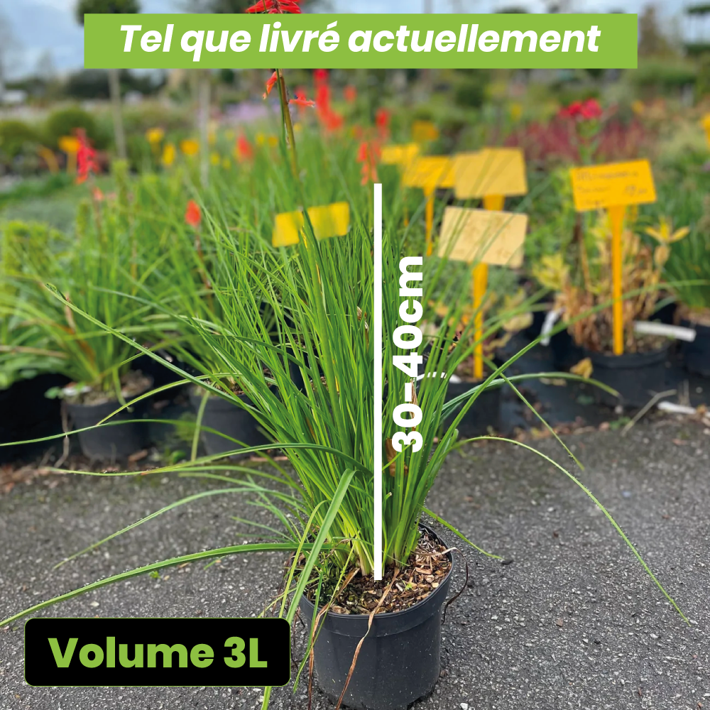 Kniphofia Nancy's Red - Tritoma - Volume 3L / 30-40cm