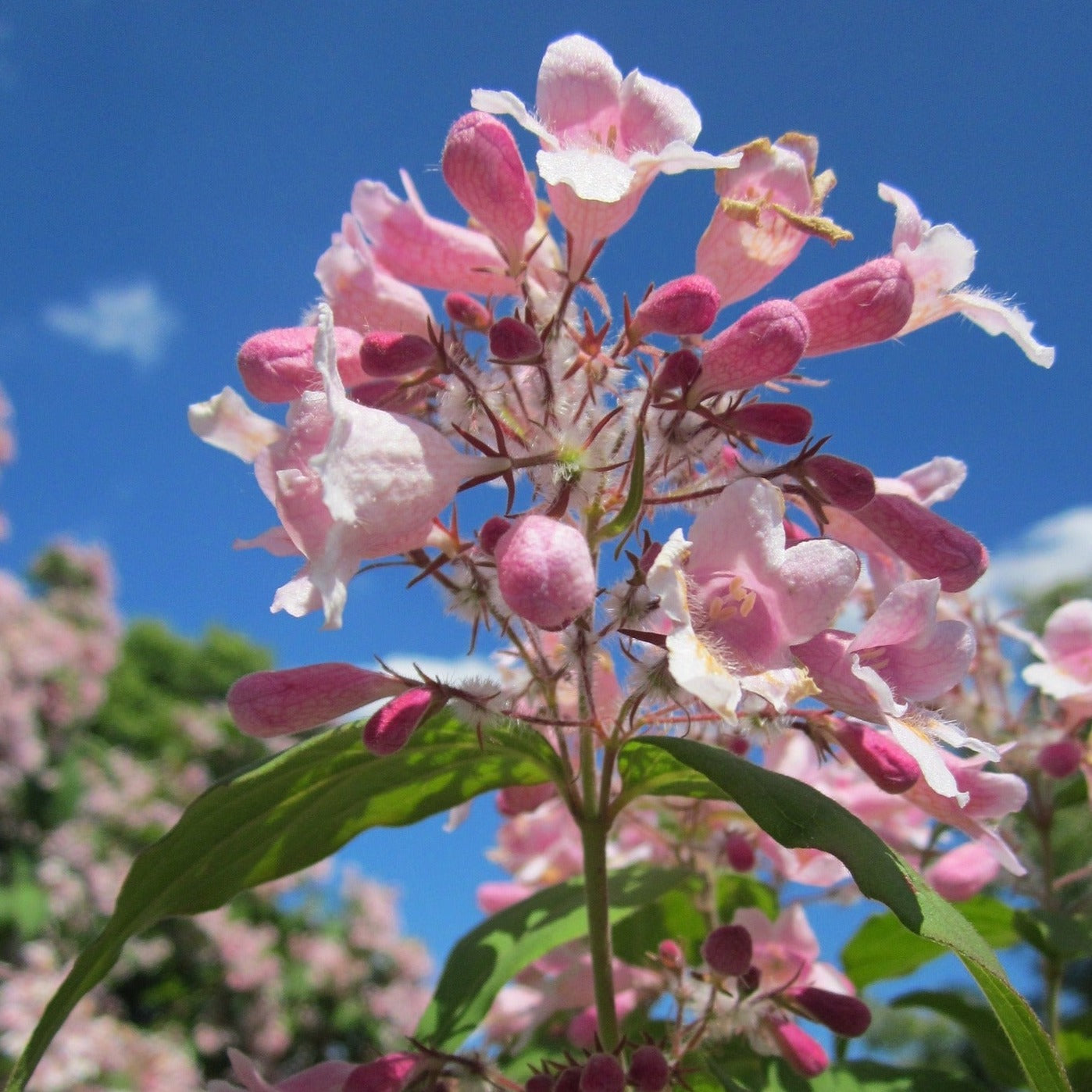 Kolkwitzia Amabilis Pink Cloud - Buisson de beauté - Volume 3L / 30-50cm