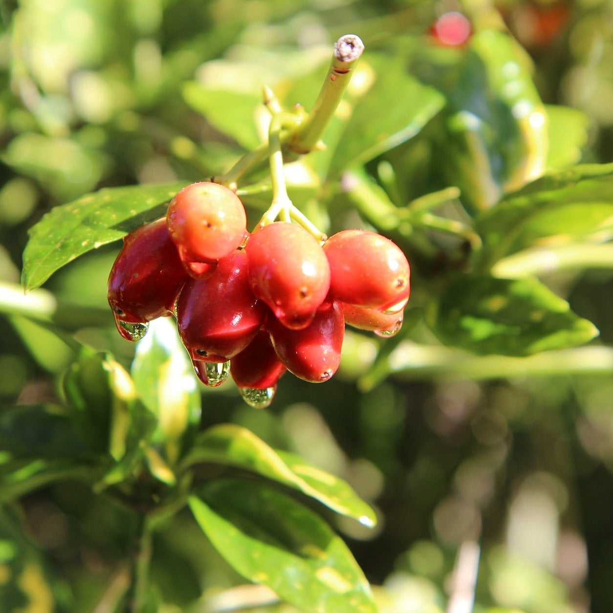 Aucuba Japonica Crotonifolia - Volume 3L / 30-50cm