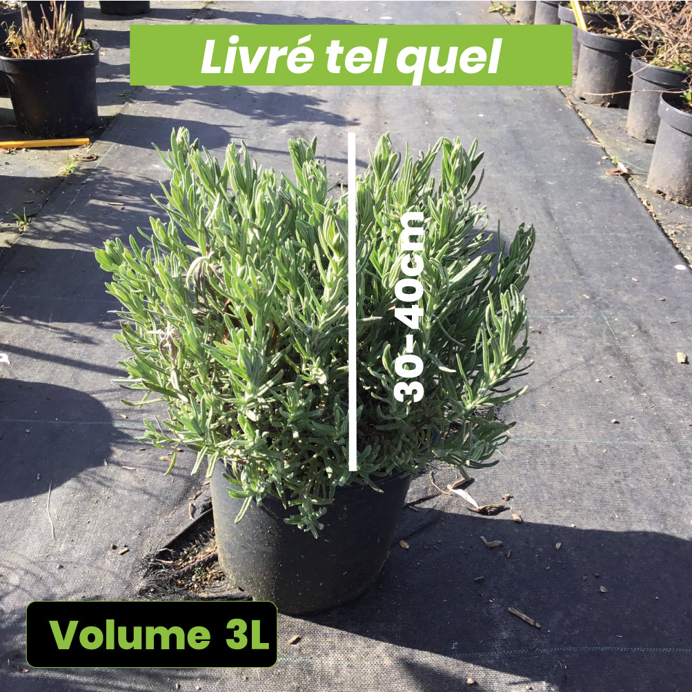 Lavandula Stoechas tiara - Lavande papillon - Volume 3L / 30-40cm