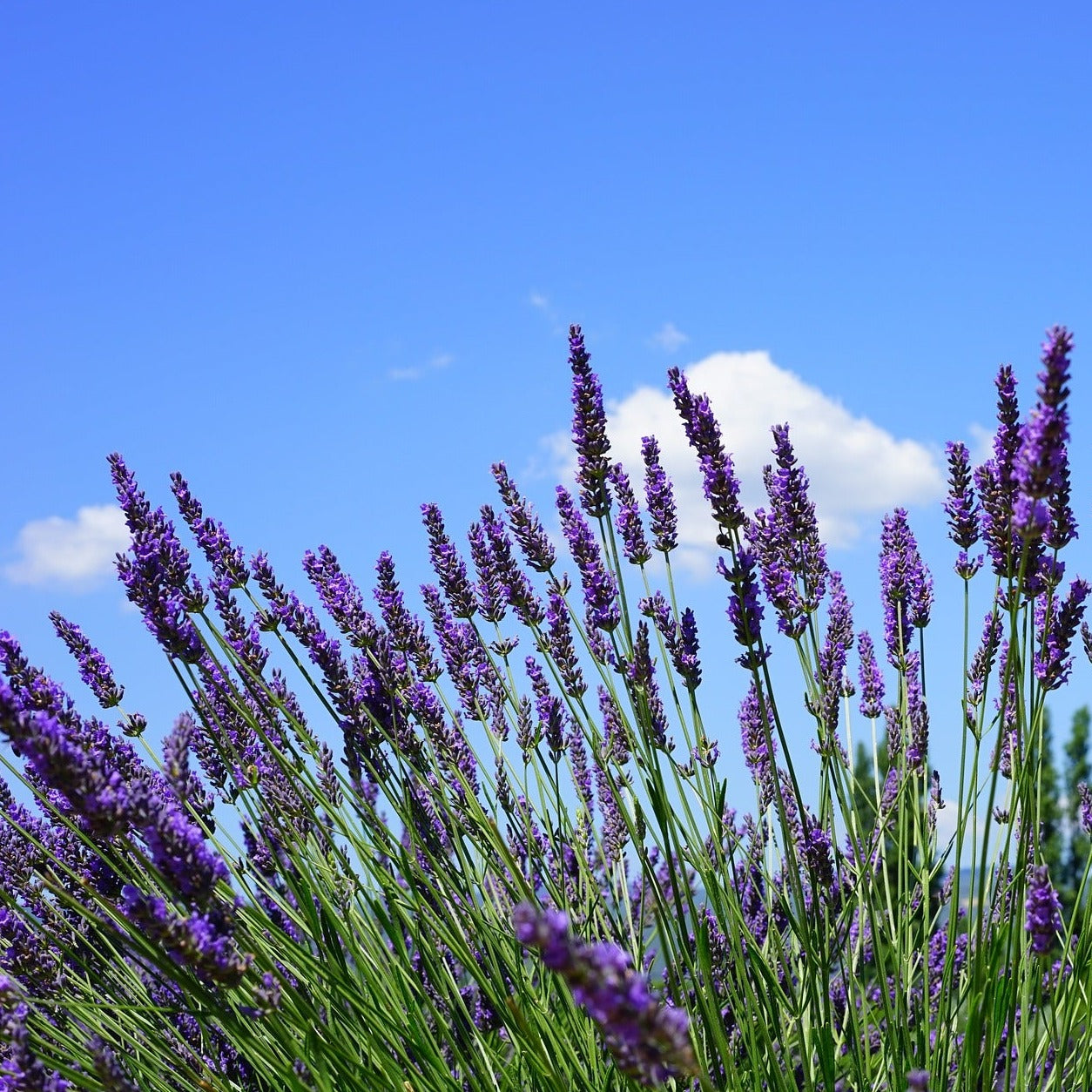 Lavandula Richard Grey - Volume 3L / 30-40cm