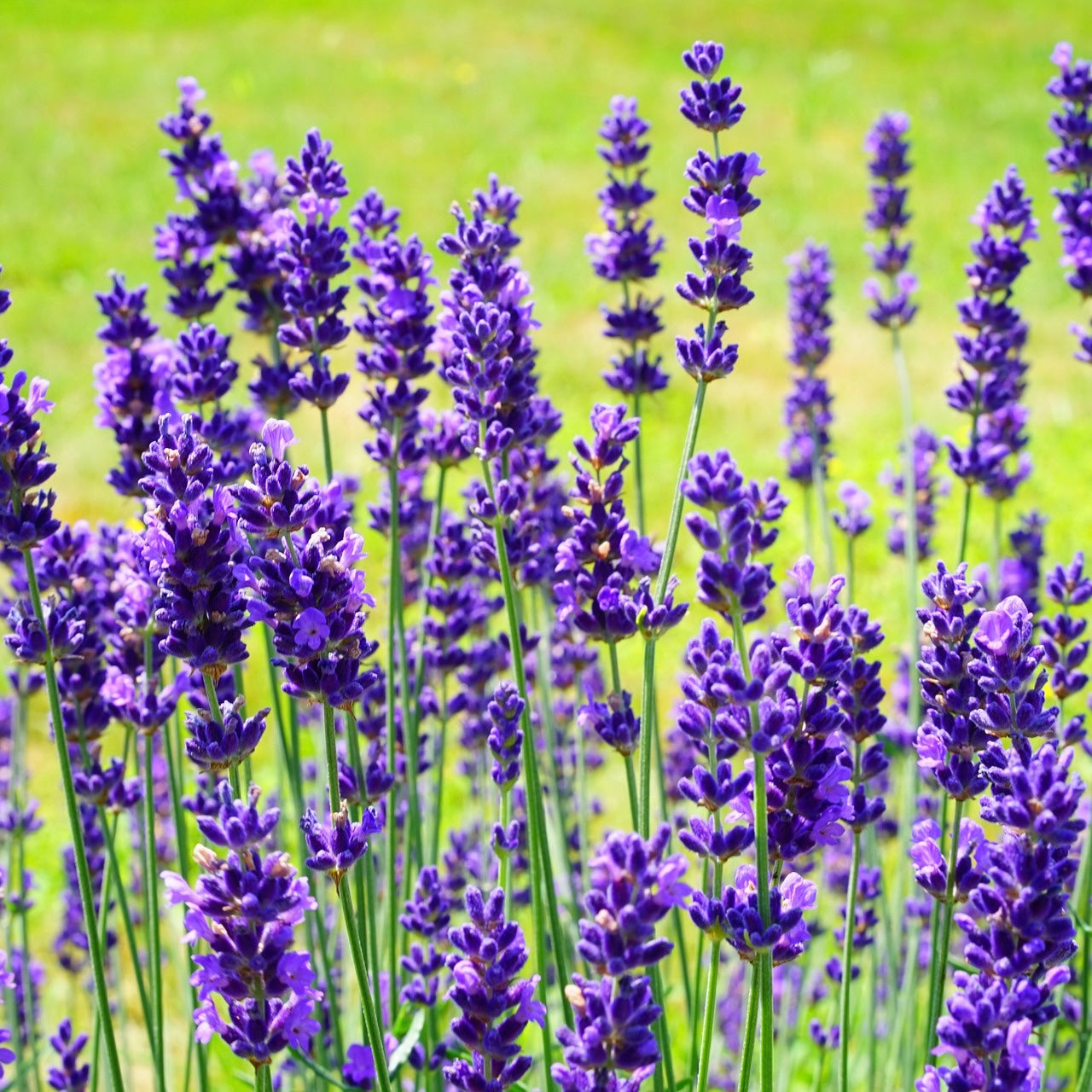 Lavandula dutch - Volume 3L / 30-40cm