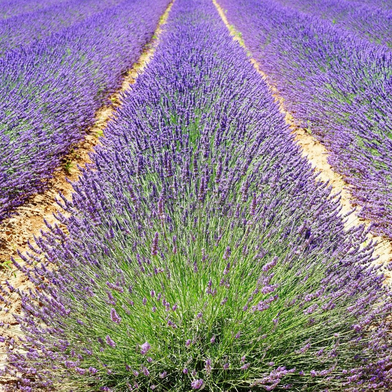 Lavandula angustifolia "hidcote" - Volume 3L / 30-40cm