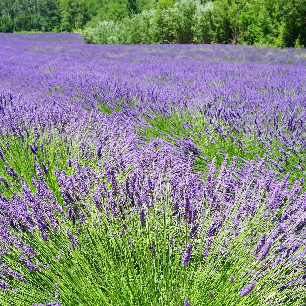 Lavandula angustifolia "munstead" - Volume 3L / 30-40cm