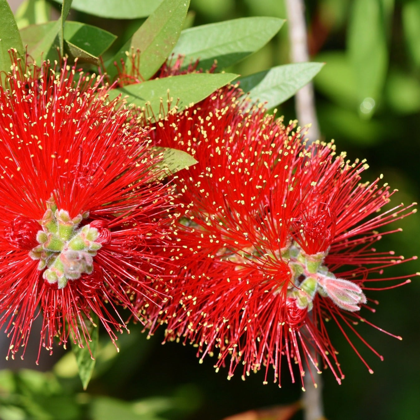 Callistemon Masotti Mini Red - Volume 3L / 30-50cm