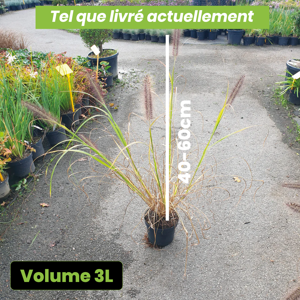 Pennisetum alopecuroïdes Lepage gold - Volume 3L / 40-60cm