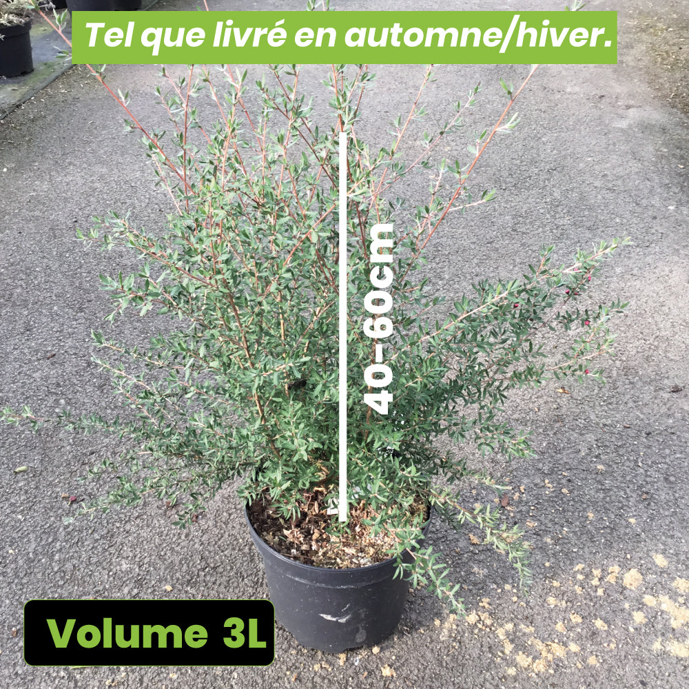 Leptospermum Scoparium Autumn Glory - Volume 3L / 40-60cm