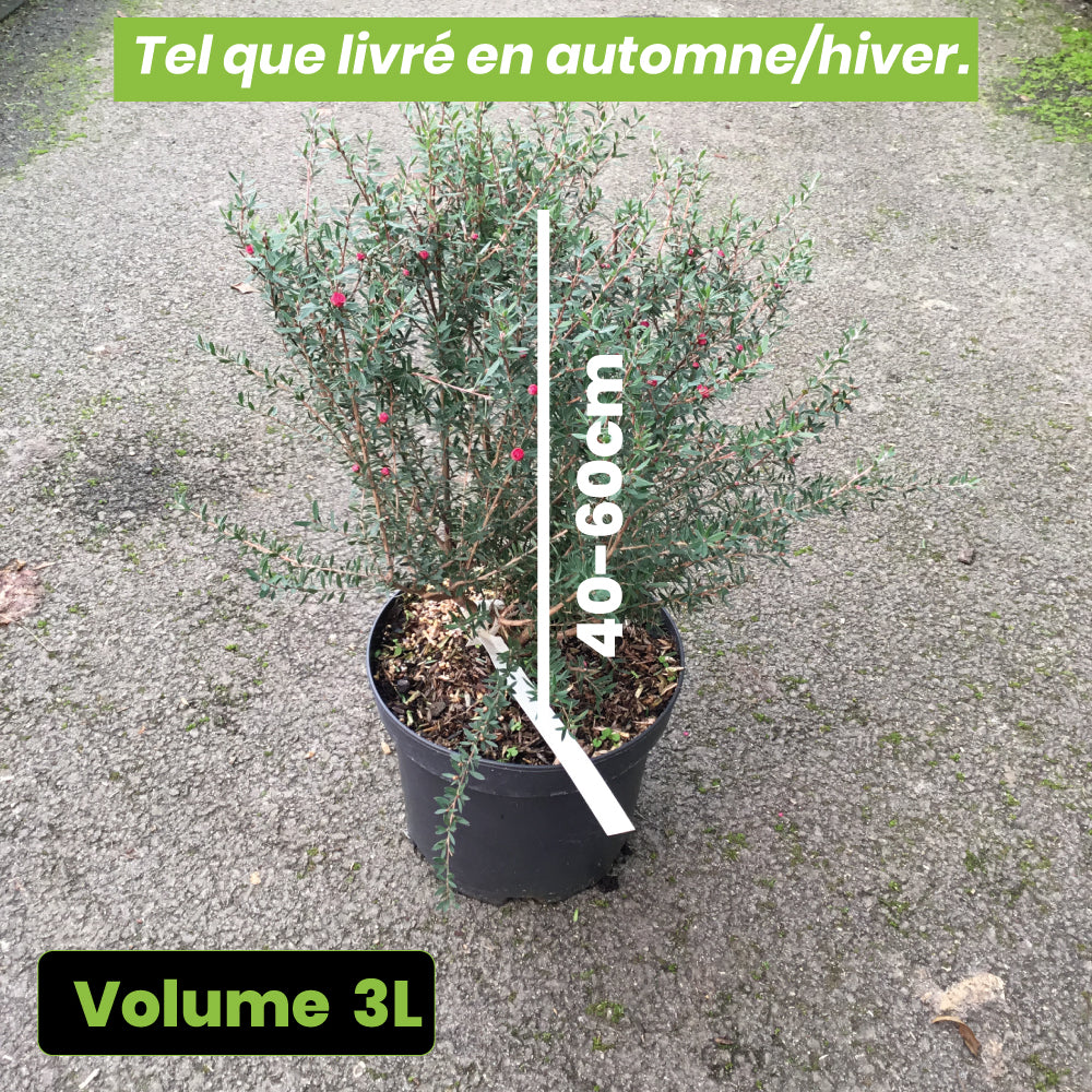 Leptospermum Scoparium Winter Cheer - Volume 3L / 40-60cm