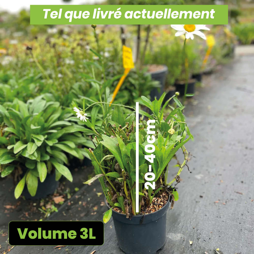 Leucamthemum x superbum becky - Volume 3L / 20-40cm
