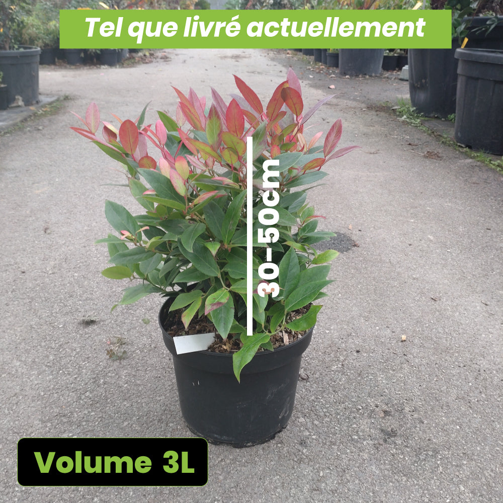 Leucothoe Fantanesiana Red Leaf - Volume 3L / 30-50cm