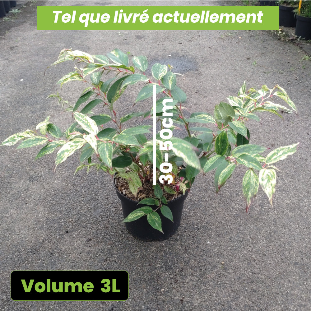 Leucothoe Walterii Rainbow - Volume 3L / 30-50cm