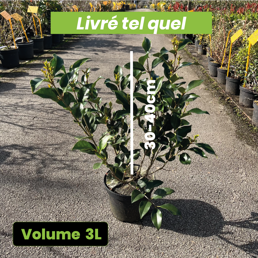Ligustrum Lucidum - Volume 3L / 30-40cm
