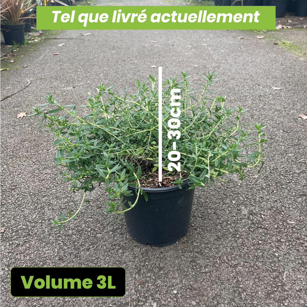 Lithospernum Diffusum Heavenly Blue - Volume 3L / 20-30cm