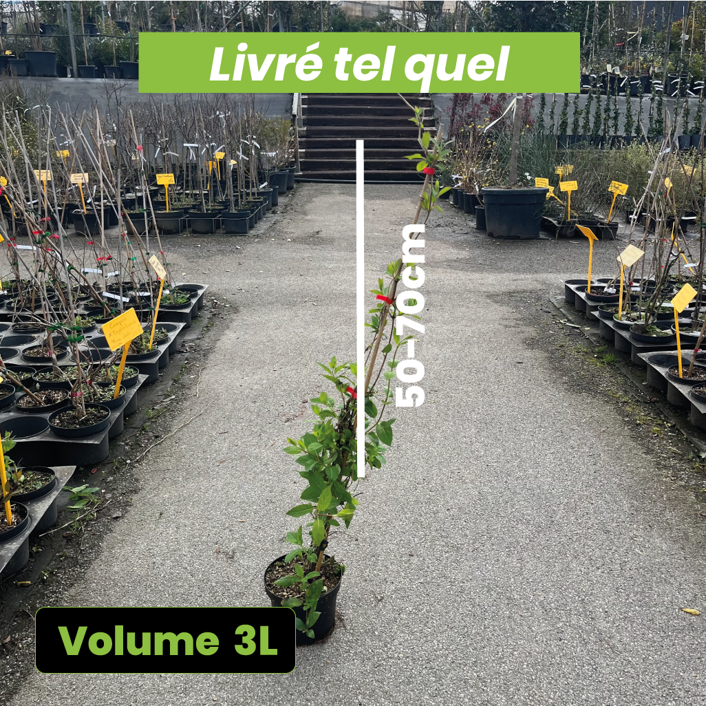 Lonicera "Hall's Prolific" - Chèvrefeuille du Japon - Volume 3L / 50-70cm