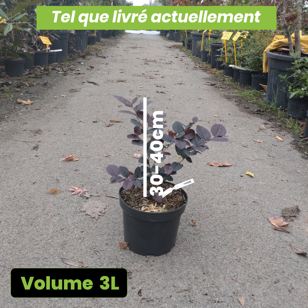 Loropetalum Chinensis Fire Dance - Volume 3L / 30-40cm